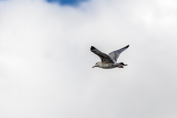 Seagull in flight. Natural scene from lake Michigan.