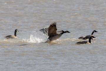  The Canada geese bathing on a lake Michigan