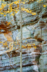 582-39 Illinois Canyon Maple