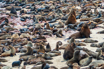 sea lions on the beach