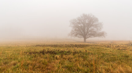 misty morning in the field - obrazy, fototapety, plakaty