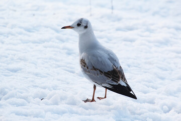 white tern standing in the snow