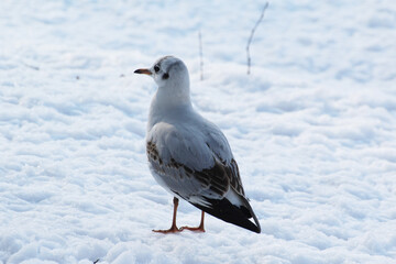 white tern standing in the snow