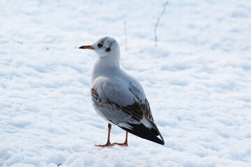 white tern standing in the snow