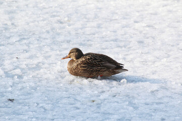 a cold gray duck in the snow in winter