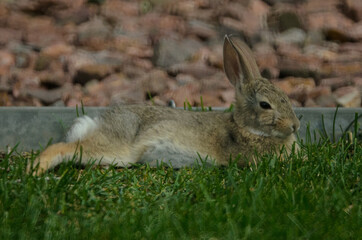 A relaxed rabbit lays against a metal landscaping liner.