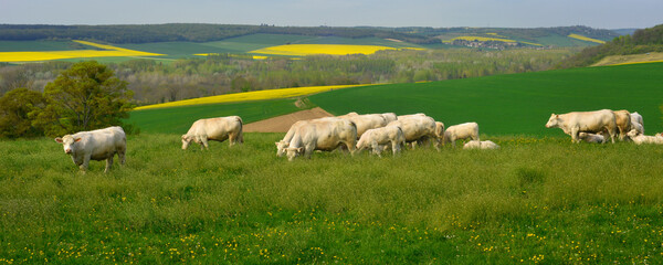 Panoramique troupeau de Charolaises en pâturage à La-Roche-Guyon (95780), département du Val-d'Oise en région Île-de-France, France.