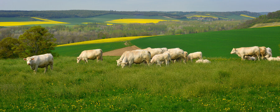 Panoramique troupeau de Charolaises en p&acirc;turage &agrave; La-Roche-Guyon (95780), d&eacute;partement du Val-d'Oise en r&eacute;gion &Icirc;le-de-France, France.