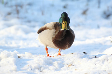 walking duck in the snow © Paulina