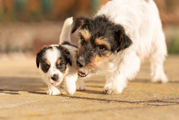 Young Whelp 6 weeks old . Beautiful Jack Russell Terrier mom dog with puppy. Bitch educates pups.