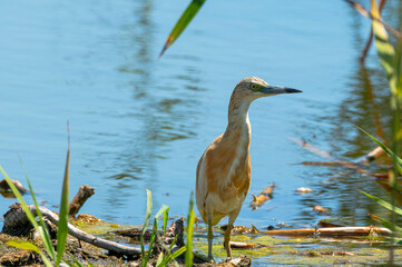 Ardeola ralloides - Starc galben - Squacco heron