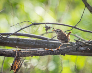 Ein Zaunkönig auf einem Ast und die Sonne scheint.