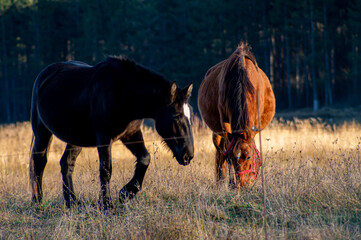 Horse.Equus ferus caballus