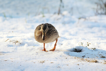 female ducklings walking on snow © Paulina
