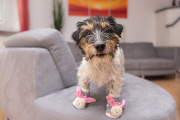 Little crazy easter dog at home with bunny shoes. Cool rough-haired Jack Russell Terrier doggy