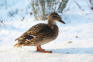 female ducklings walking on snow © Paulina