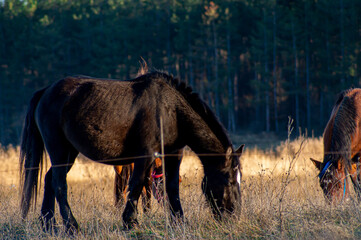 Horse.Equus ferus caballus