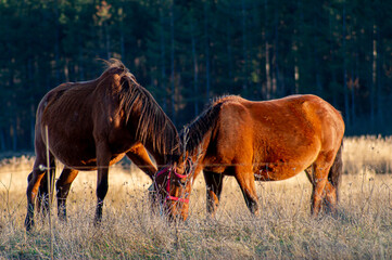 Horse.Equus ferus caballus