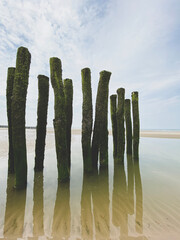 water breakers covered by green seaweed on the beach of the coast at the french Opal cost in France. the beach poles reflecting in water.