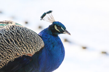 Fototapeta premium blue head of a peacock on a background of white snow in winter