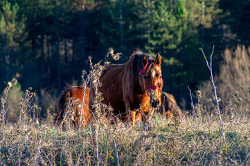 Horse.Equus ferus caballus