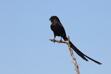 Schachwürger / Long-tailed shrike - Magpie shrike / Lanius schach.