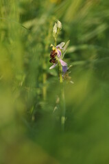 Ophrys abeille