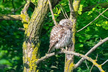 Athene noctua - Cucuvea - Little owl