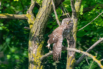 Athene noctua - Cucuvea - Little owl