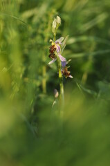 Ophrys abeille