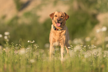 Labrador Redriver dog. Dog is running over a blooming beautiful colorful meadow