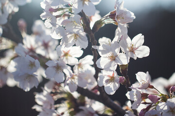 Cherry blossoms in Jeju, Korea