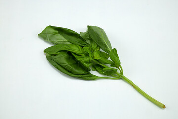 Branch with basil leaves, plant used in Italian food dishes