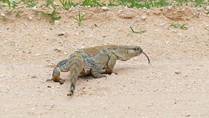 Rock monitor showing the tongue
