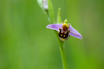 Ophrys abeille