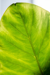 Various colored leaves in Thailand