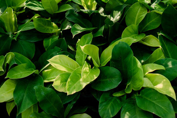Various colored leaves in Thailand