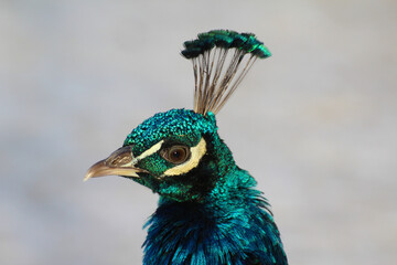 blue head of a peacock on a background of white snow in winter