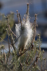 Nid de chenille processionnaire.