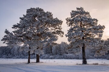 Scenery. Winter, cold day. In a white, snowy field there are single, relict pines. Blue sky above the horizon.