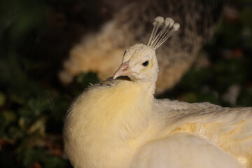 white peacock on a dark background