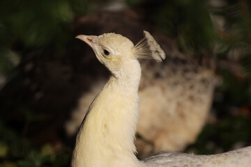 white peacock on a dark background