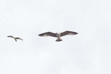 White fly seagulls in the dramatic dark sky