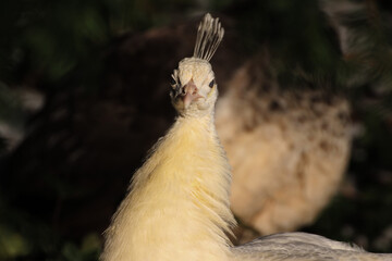 white peacock on a dark background