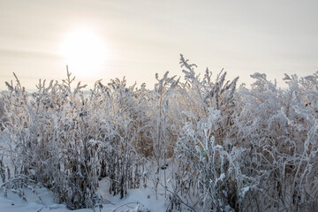 Frosty grass in snowy forest, cold weather in sunny morning. Tranquil winter nature in sunlight. Inspirational natural winter garden, park. Peaceful cool ecology landscape background