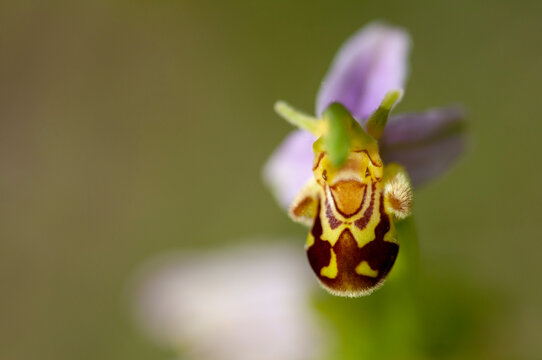 Ophrys abeille