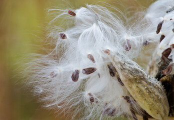 582-98 Milweed Seedpod