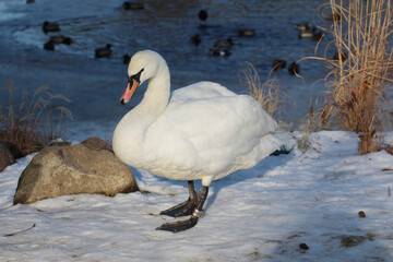 white swan on snow in winter © Paulina