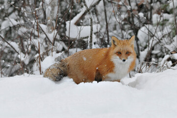 Red Fox stock photos. Red fox close-up profile view in the winter season with falling snow on fox and enjoying its environment and habitat. Fox Image. Picture. Portrait.