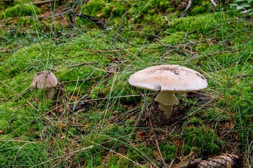 Edible mushroom Amanita rubescens in the grass.